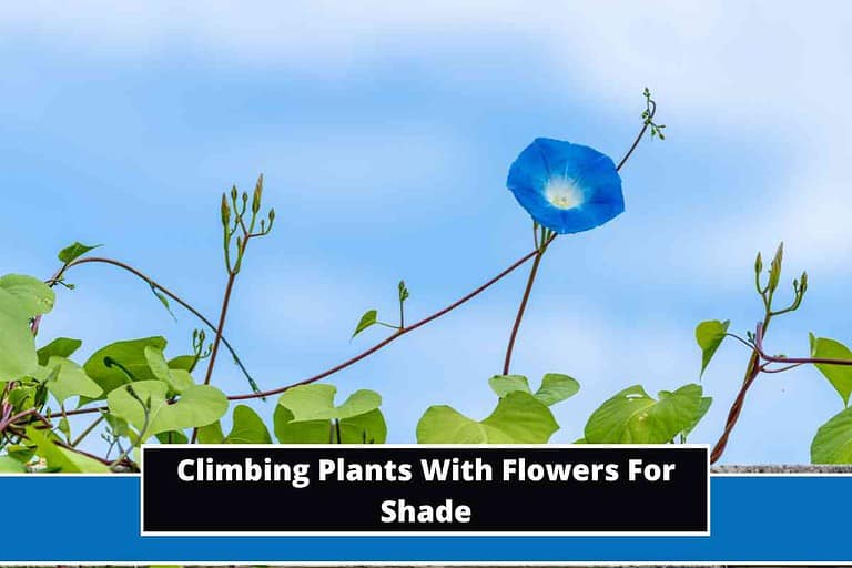 Climbing Plants With Flowers For Shade