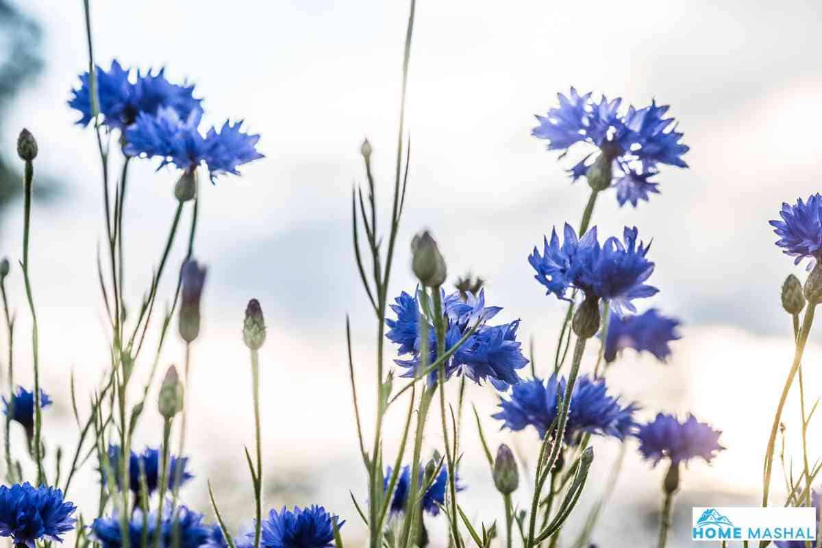 11 Best Catmint Companion Plants (With Photos)