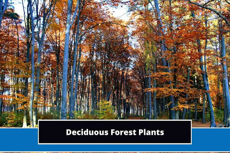 Deciduous Forest Plants