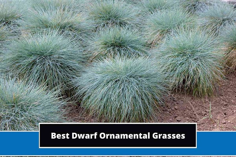 Dwarf Ornamental Grasses