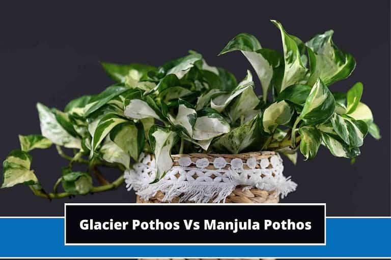 Glacier Pothos Vs Manjula Pothos