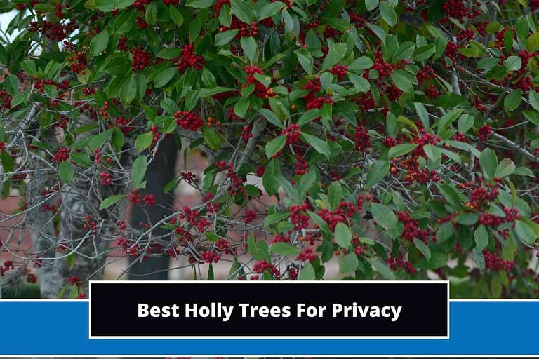 Holly Trees For Privacy