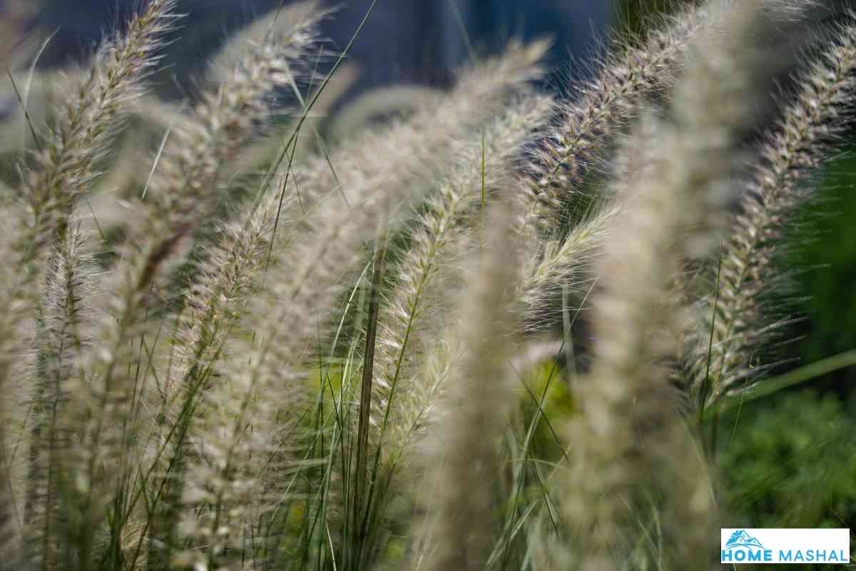10 Best Dwarf Ornamental Grasses (With Photos)