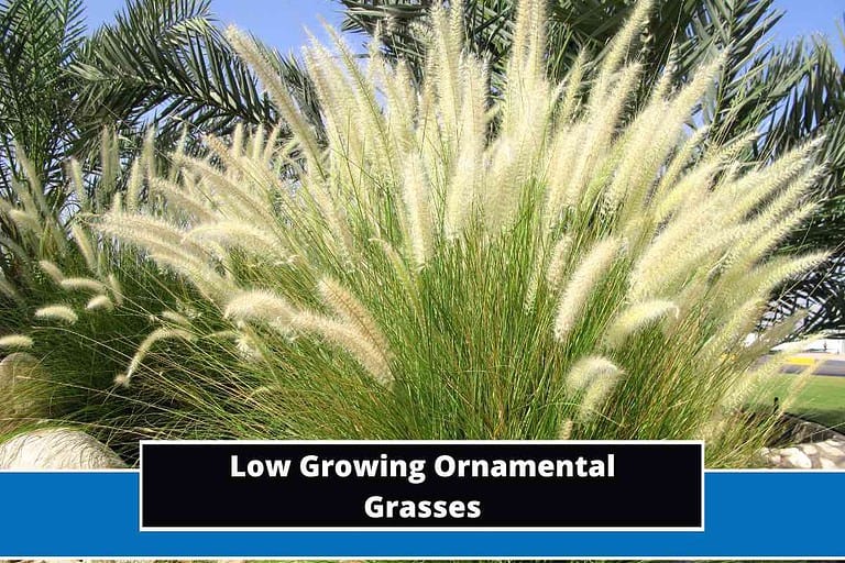 Low Growing Ornamental Grasses