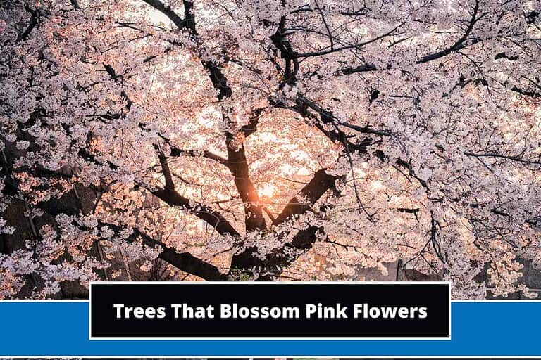 Trees That Blossom Pink Flowers