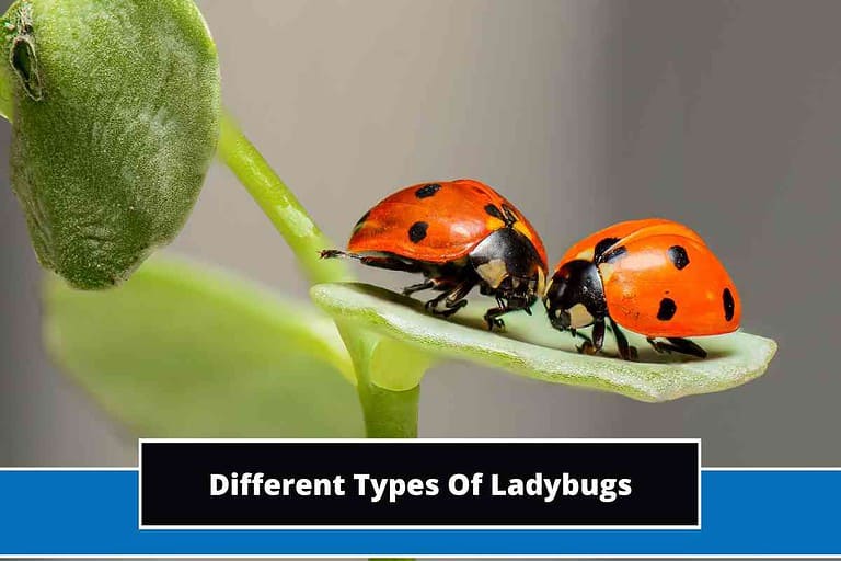 Types Of Ladybugs