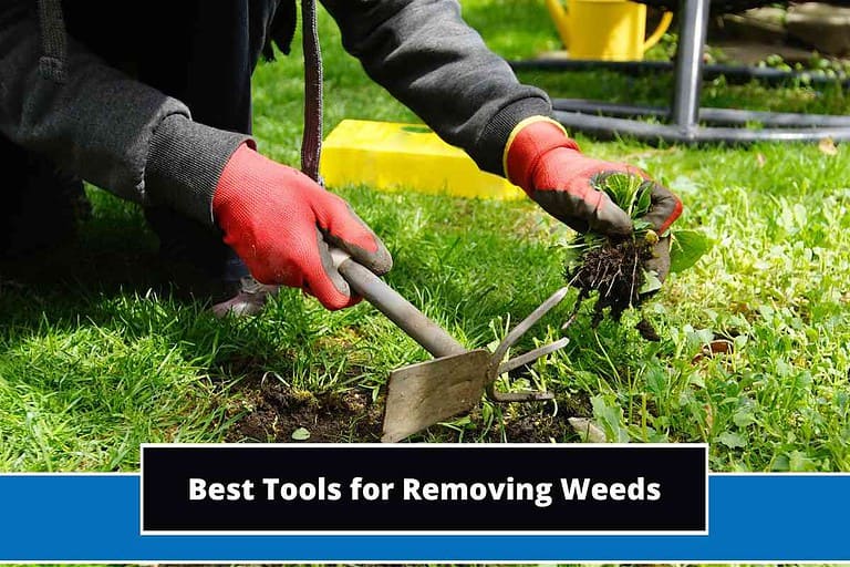 Best Tools for Removing Weeds