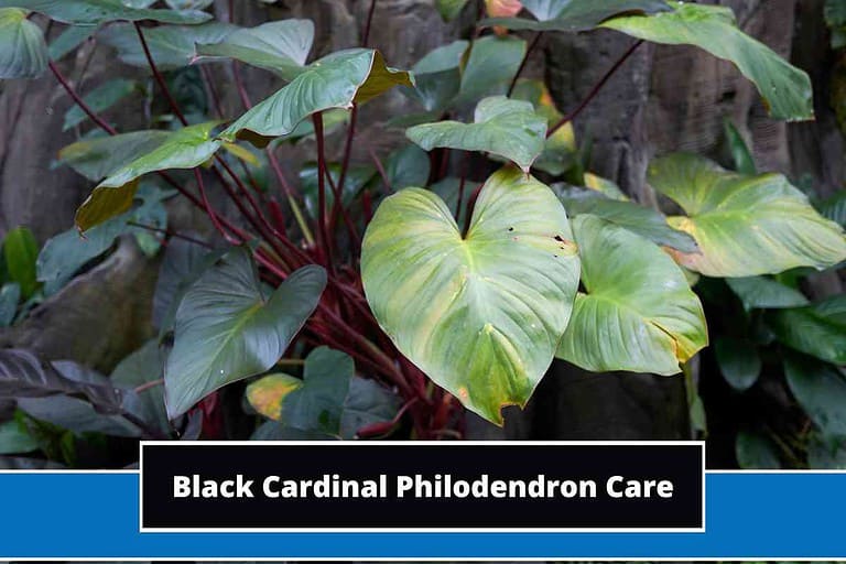 Black Cardinal Philodendron Care