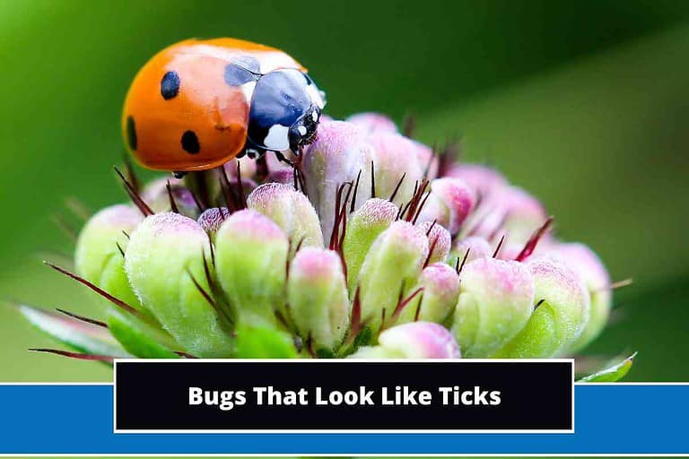 Bugs That Look Like Ticks