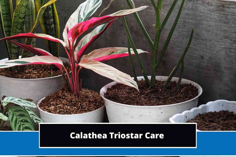 Calathea Triostar Care