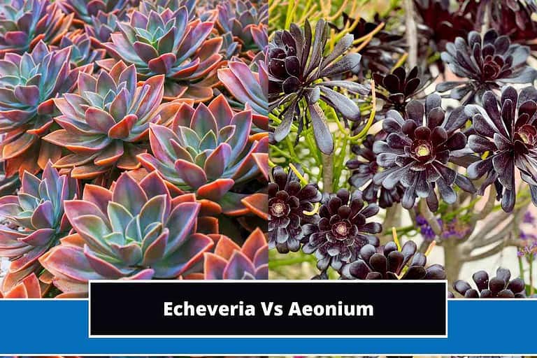 Echeveria Vs Aeonium