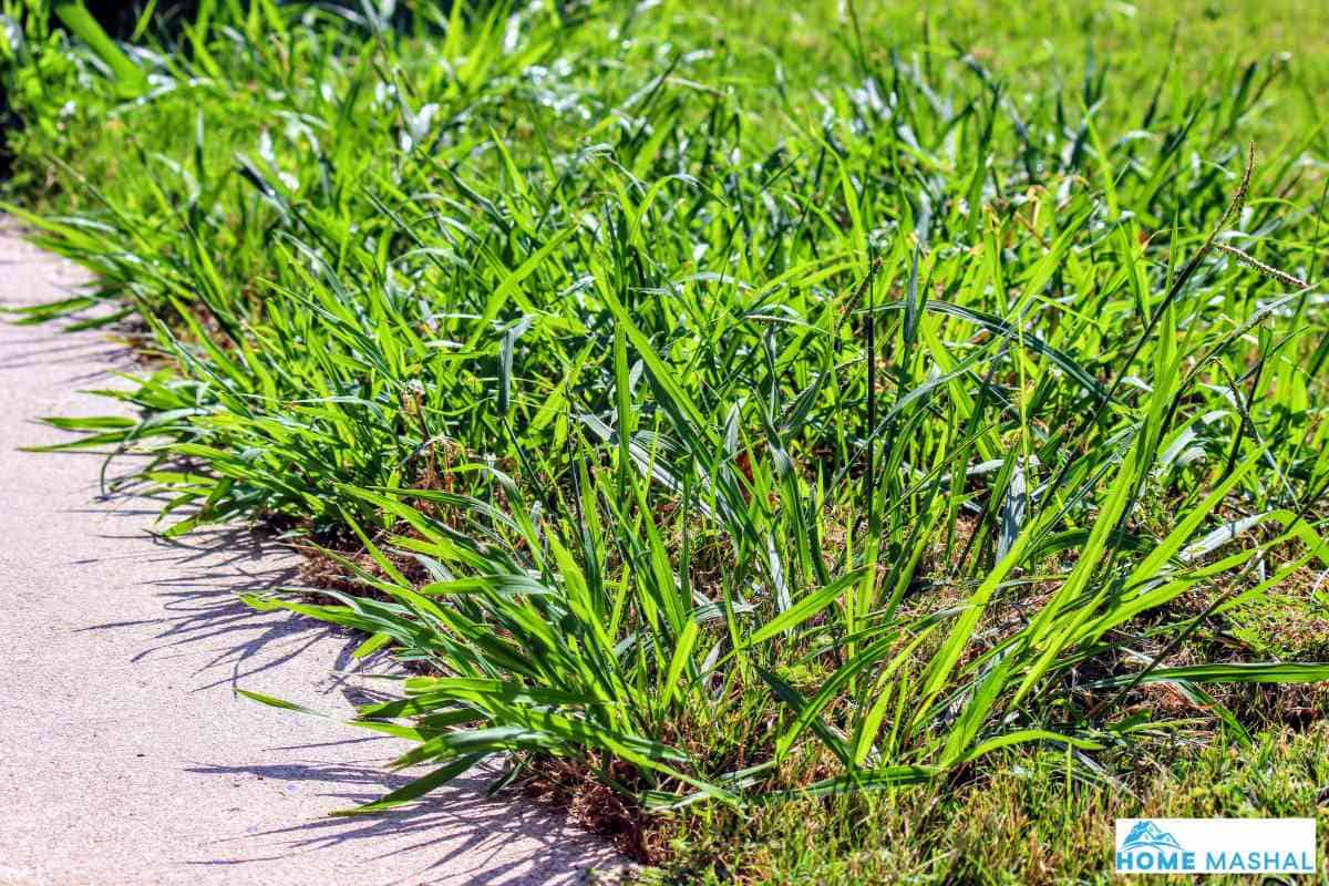 Will Vinegar Kill Crabgrass? (Detailed Explanation)