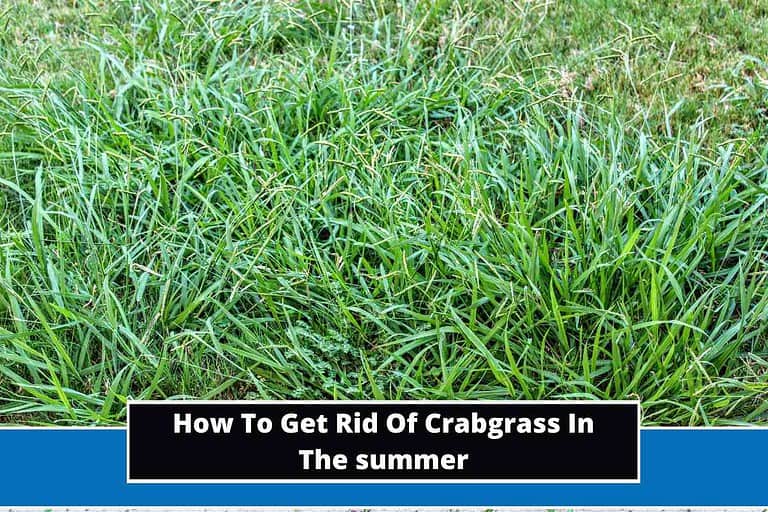 How To Get Rid Of Crabgrass In The summer