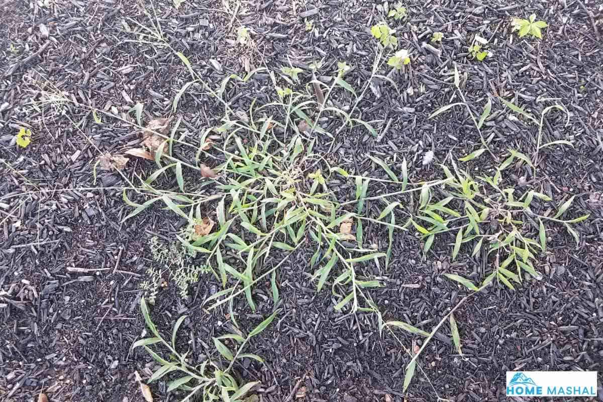 When Does Crabgrass Die?