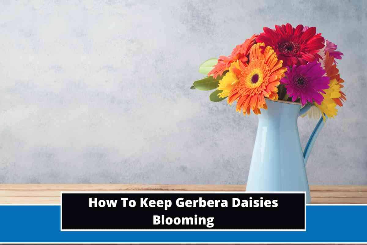 How To Keep Gerbera Daisies Blooming (11 Easy Steps)