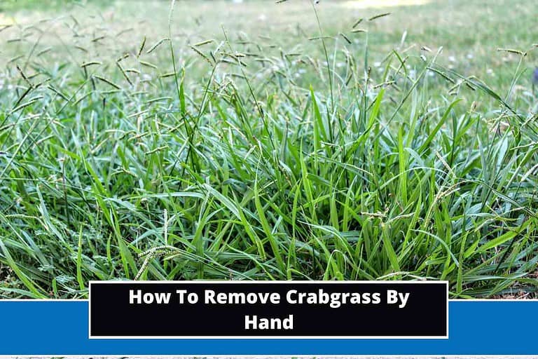 How To Remove Crabgrass By Hand