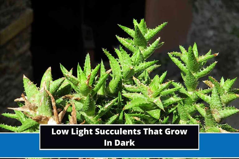 Low Light Succulents That Grow In Dark