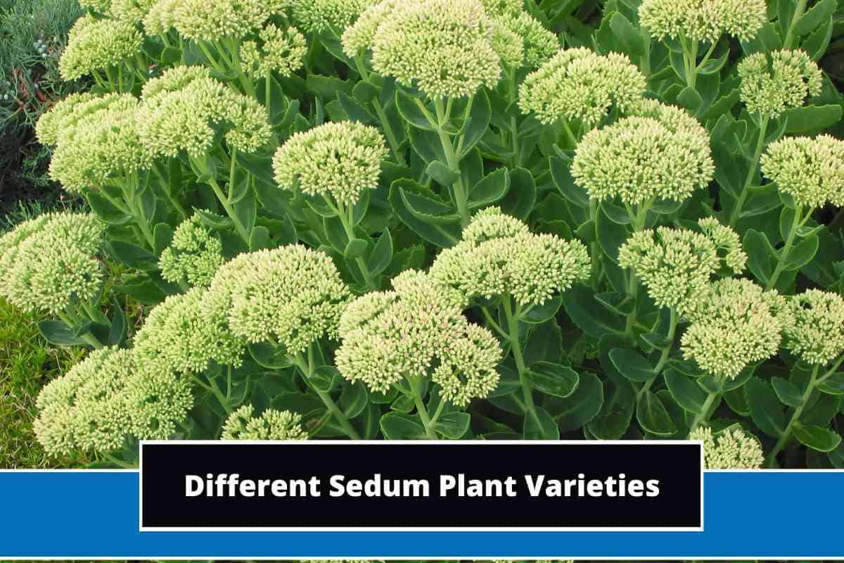 16 Popular Sedum Plant Varieties (With Photos)