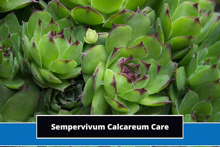 Sempervivum Calcareum Care