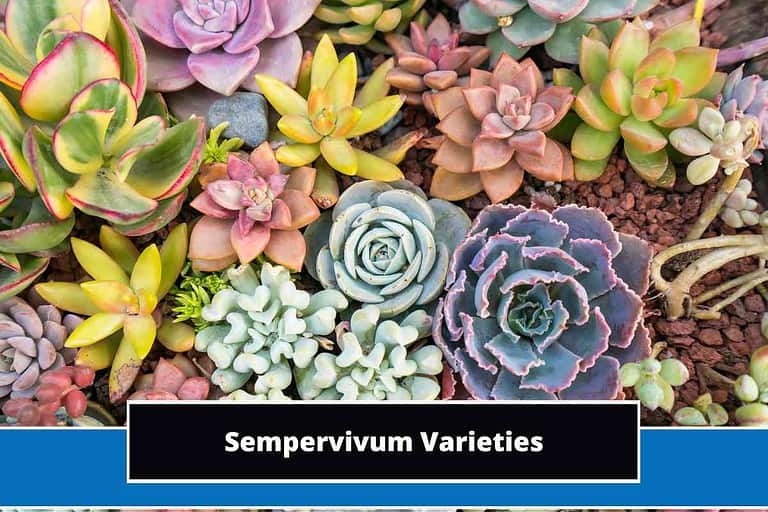 Sempervivum Varieties