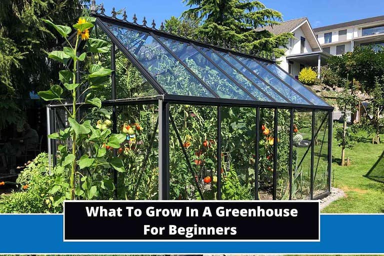 What To Grow In A Greenhouse For Beginners
