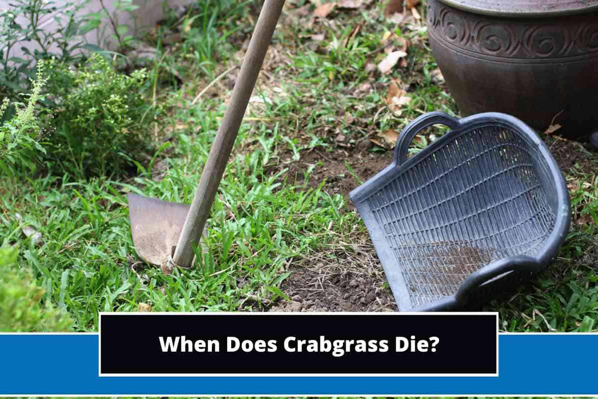 When Does Crabgrass Die?