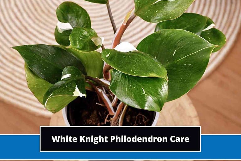 White Knight Philodendron Care