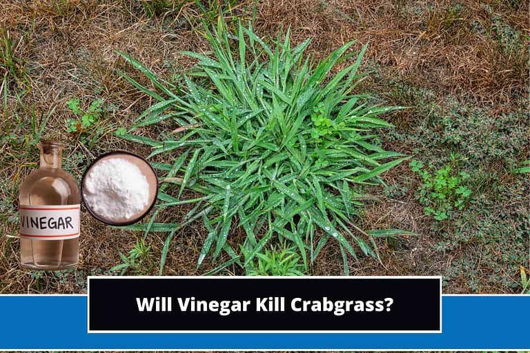 Will Vinegar Kill Crabgrass