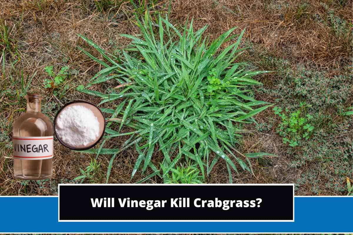 Will Vinegar Kill Crabgrass? (Detailed Explanation)