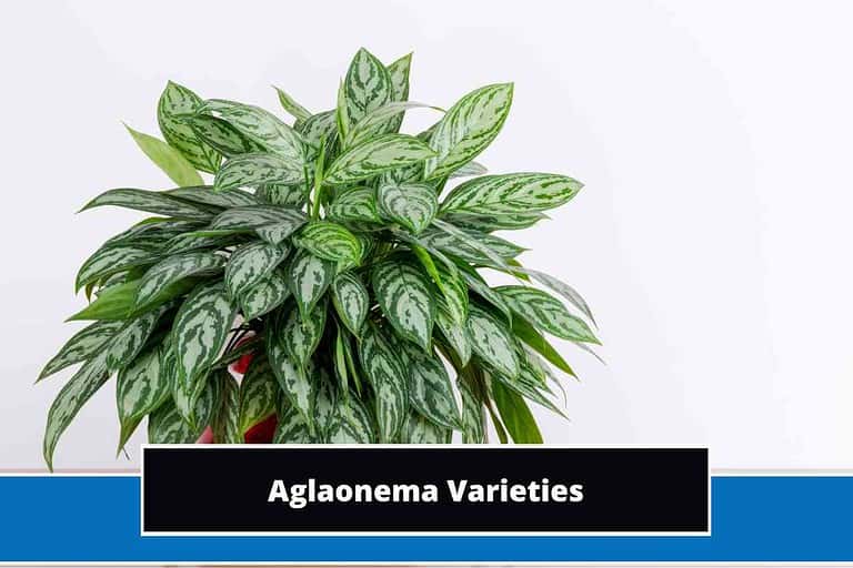 Aglaonema Varieties
