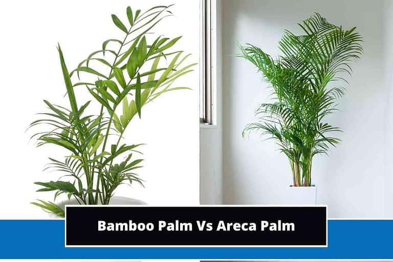 Bamboo Palm Vs Areca Palm