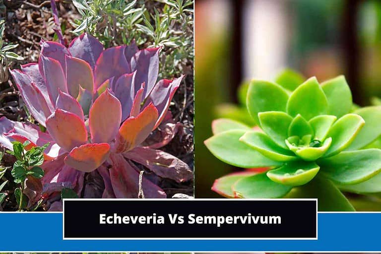 Echeveria Vs Sempervivum