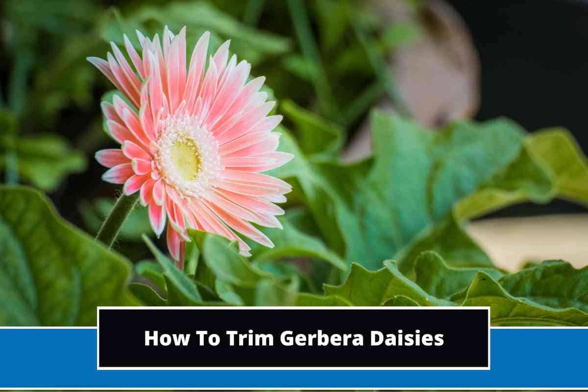 How To Trim Gerbera Daisies (10 Practical Ways)