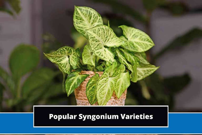 Syngonium Varieties