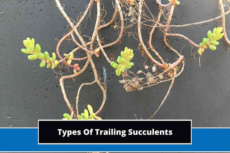Types Of Trailing Succulents