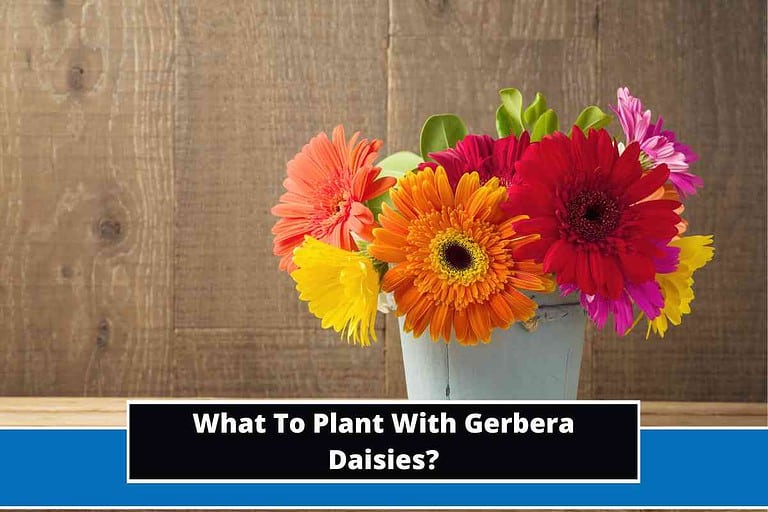 What To Plant With Gerbera Daisies
