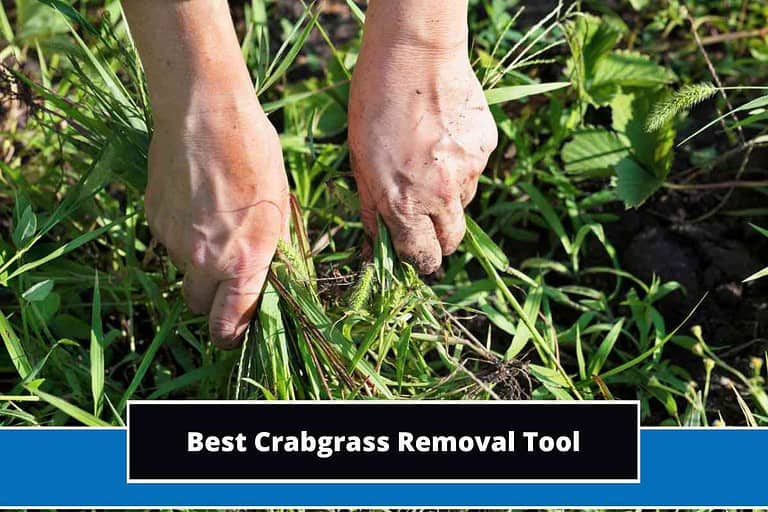 Best Crabgrass Removal Tool