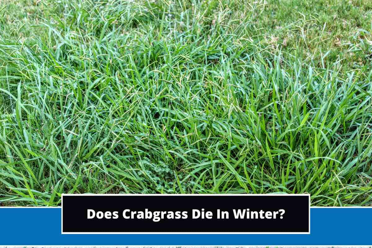 Does Crabgrass Die In Winter?
