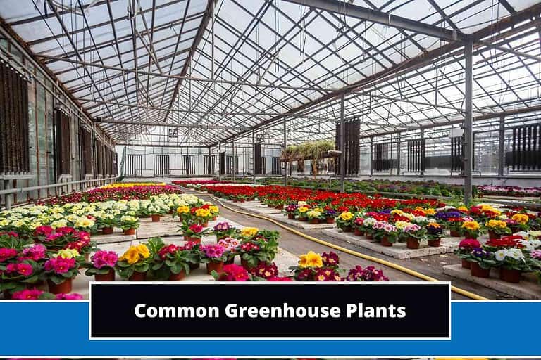Common Greenhouse Plants