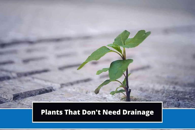 Plants That Don't Need Drainage