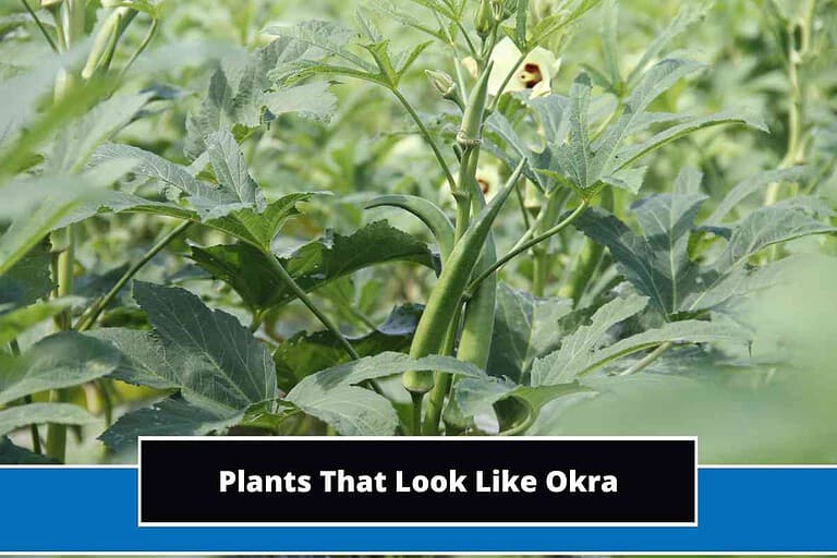 Plants That Look Like Okra