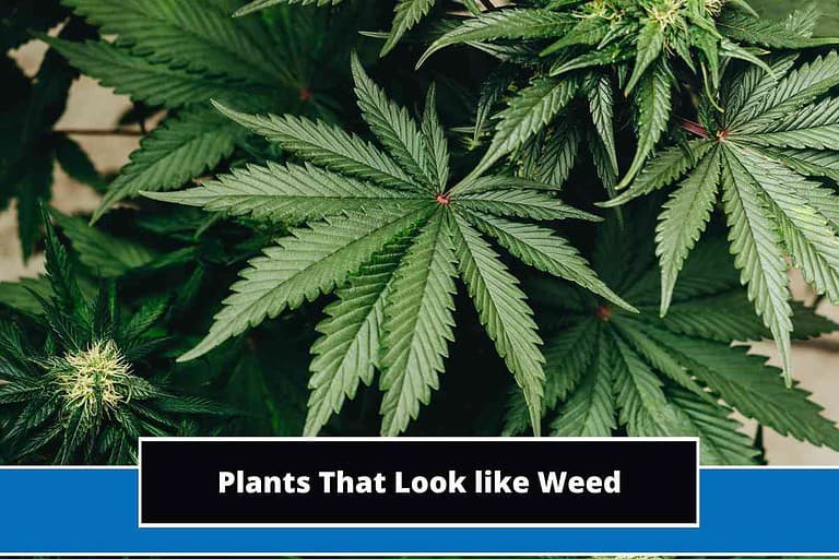 Plants That Look like Weed