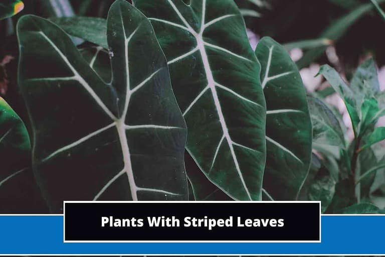Plants With Striped Leaves