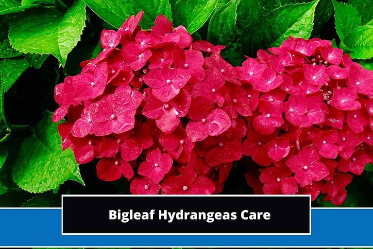 Bigleaf Hydrangeas Care