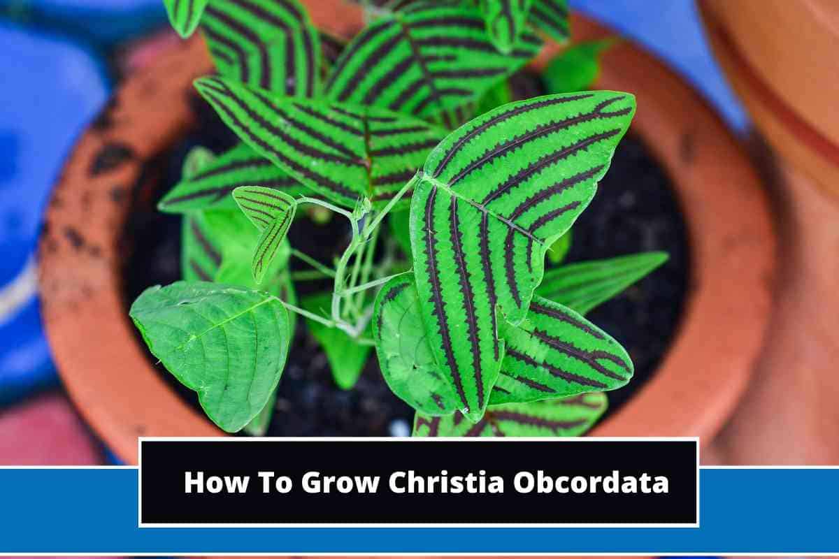 How To Grow Christia Obcordata (Butterfly Plant)