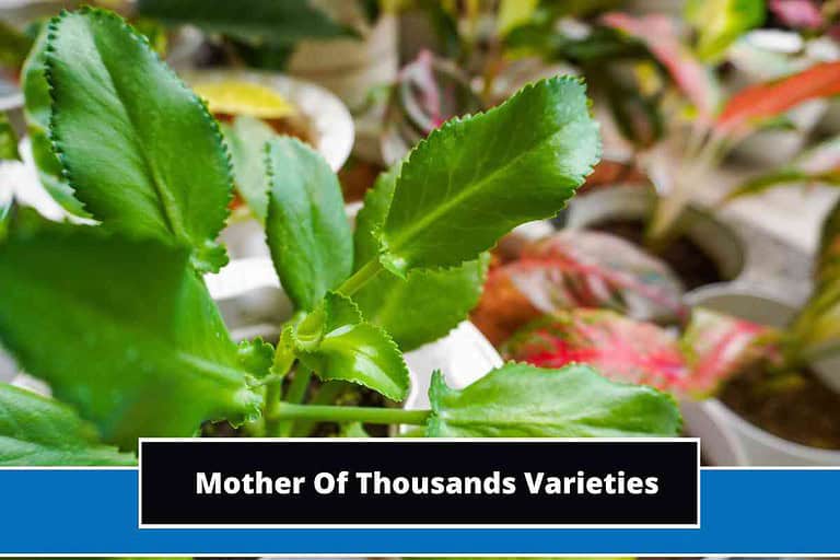 Mother Of Thousands Varieties