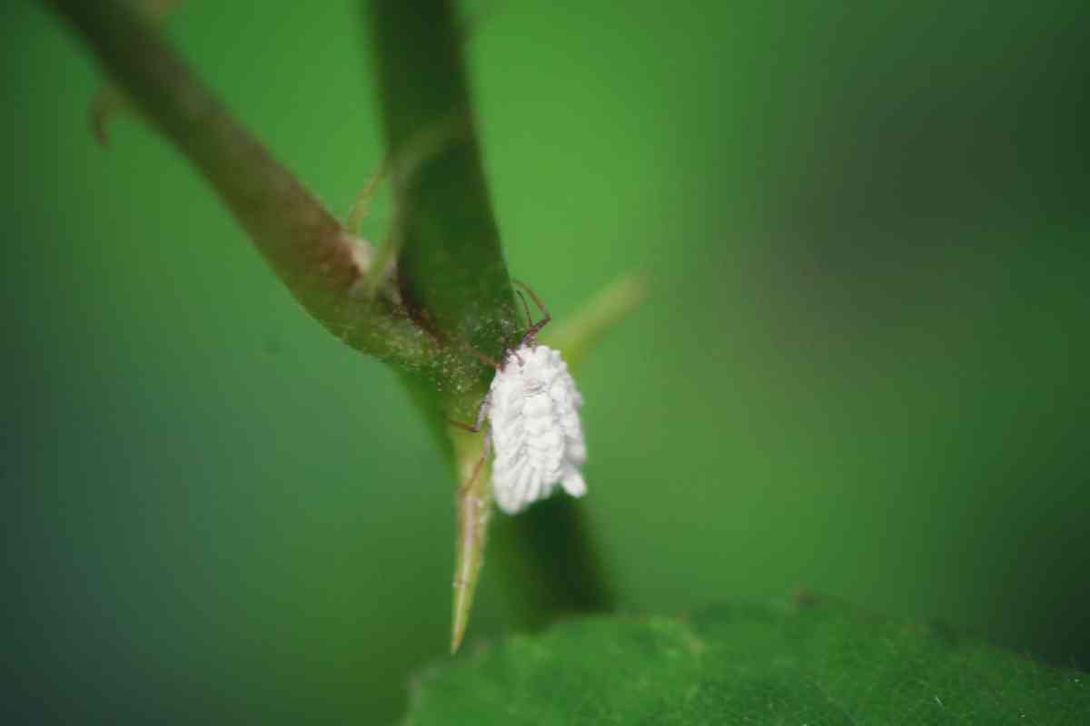 How To Prevent Pests On Indoor Plants
