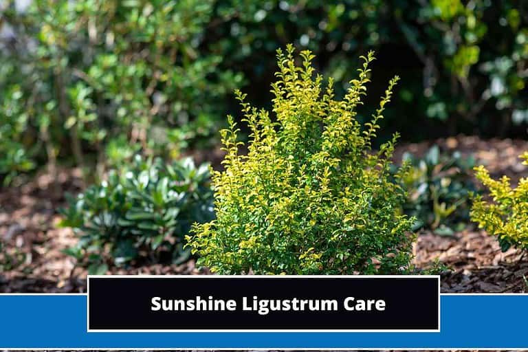 Sunshine Ligustrum Care