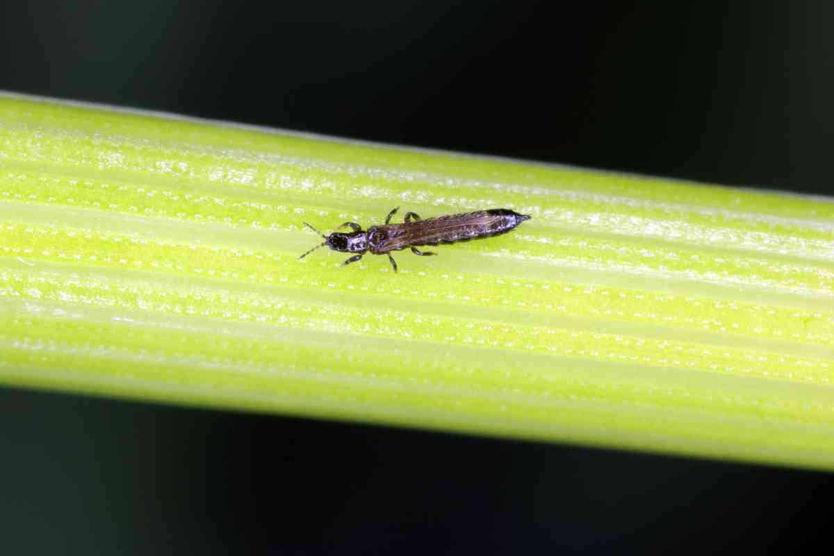 Tripsen How To Prevent Pests On Indoor Plants