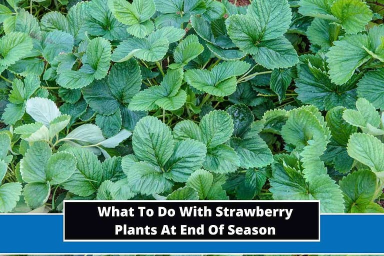 What To Do With Strawberry Plants At End Of Season
